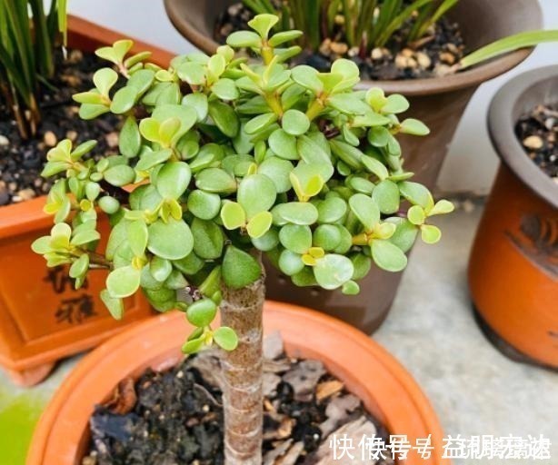 金枝玉叶|金枝玉叶这么剪,越剪越好看,变成盆景老桩,越养越值钱!