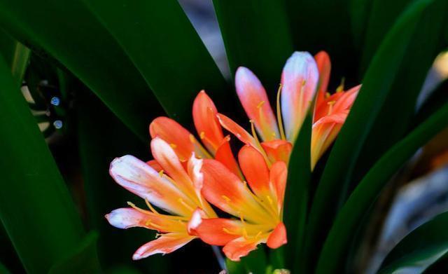 朋友家|王大爷园土养几十盆君子兰,一周一次“黑水”,叶子油亮年年开花