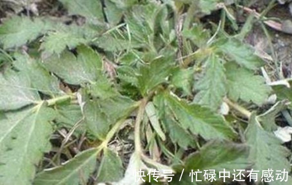 叶基生|此两种草可清热解毒,一种踪迹难寻,另一种农村随处可见