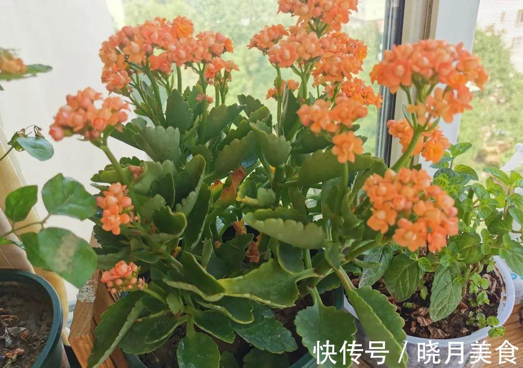 浇水|15种常见花,冬天浇水有讲究,小心越浇花越死