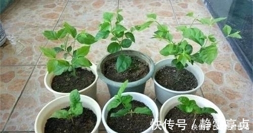 最不适合养花的几种土壤，千万不要用，否则黄叶烂根养不活