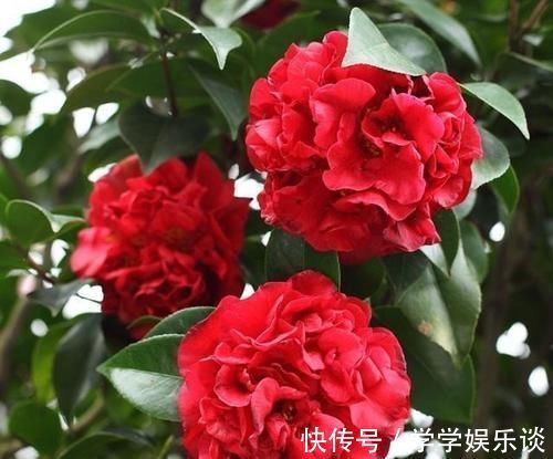 此花是茶花之王,拥有九心十八瓣,花色鲜红,比牡丹美,比兰花香