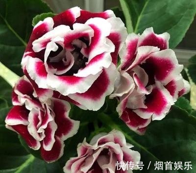 此花花大色艳,植株生长茂盛,适合室内养护欣赏