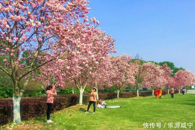 元宵节，带着你的“李焕英”“云”赏花吧！|春暖花开醉咸宁① |元宵节，带着你的“李焕英”“云”赏花吧！\＂,\＂i12\＂:\＂春暖花开醉咸宁①