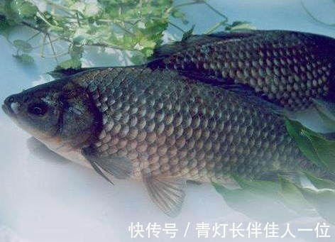 土鲫鱼|我国一种杂交鱼,1年可长3斤,常被冒充土鲫鱼,很多钓友也分不清