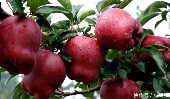 不算|名字带有“龙”字的水果,吃过一种不算啥,吃过最后一种才牛