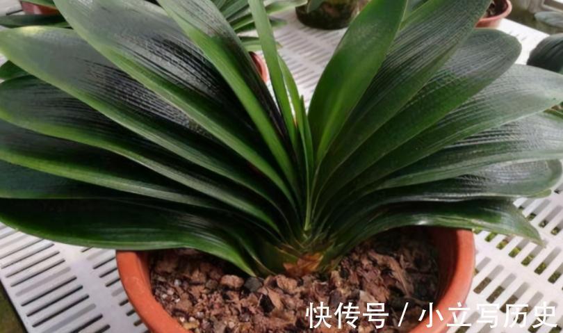 君子兰长势不佳,就试用这3种“废料”,不花钱,好处多多