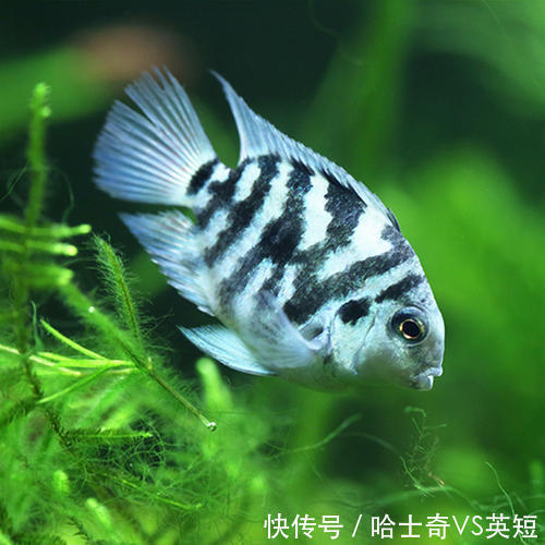 水族|对新人极其友好,十大养不死的观赏鱼