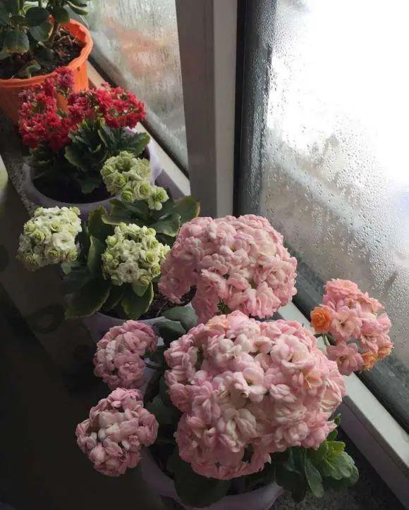 花芽|公认“好养”的3种花，适合现在养，稍加养护就能接二连三开花