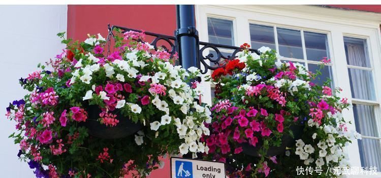 花期|花期超长的10种花，养一盆全年都有花看