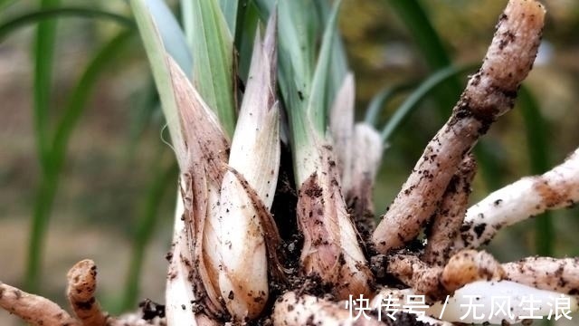 兰友|兰花快速生根的方法，不必高价买植料，15天就能出新根