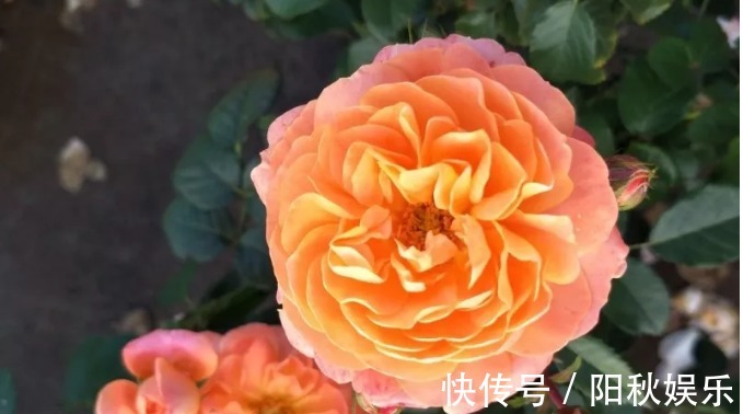 月季花|5种花卉“别乱养”,香气“有毒”,放在卧室并不好,别疏忽!
