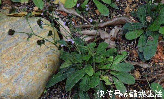 草药|可惜了农民曾用它来喂猪,不知煲汤最靓,如今被称为“土人参”