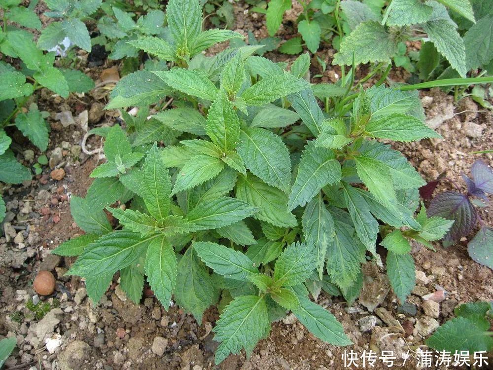 农村一种野草,人称“肝之草”,是民间“养肝”良方,煲汤是一绝