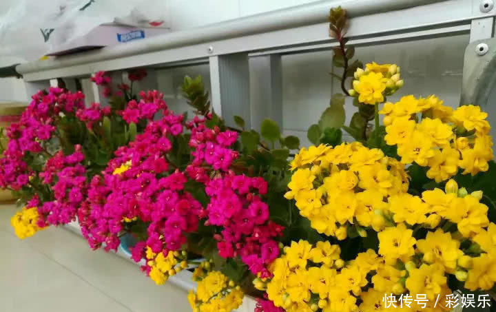 这6种花就要穷养,不花钱不用管,个个肥得流油