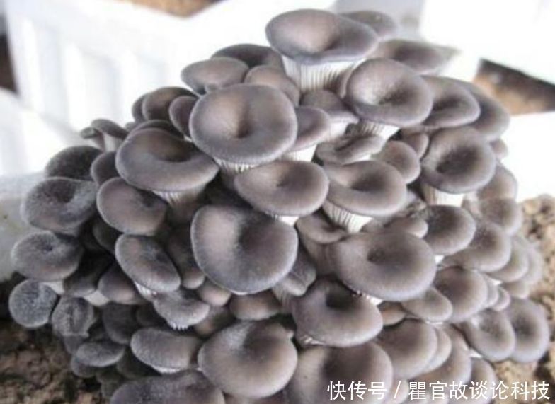 盆景|“1种蔬菜”种阳台,吃完一茬又一茬,养成盆景比花漂亮10倍