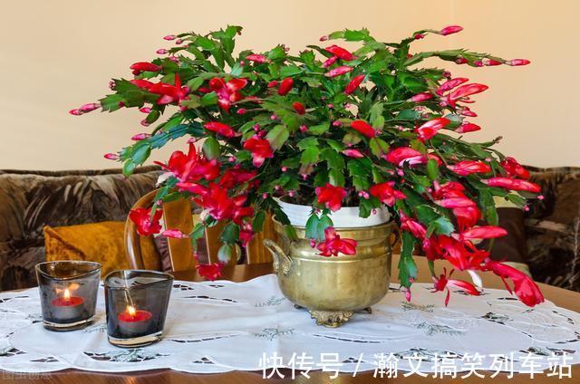 蟹爪兰别放3处养,花量打折扣,学会换位置,收获不一样