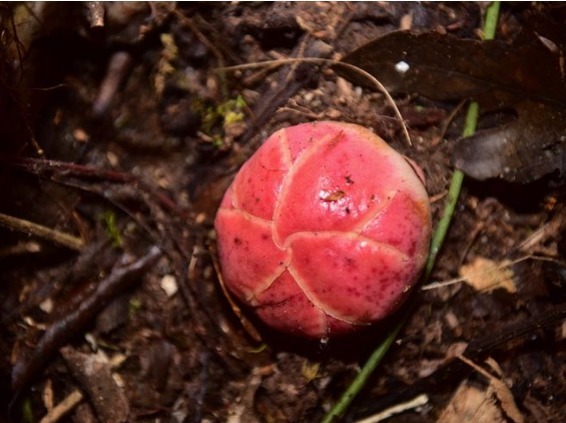 李东|比起曼珠沙华和彼岸花,更显妖艳和危险的2种花,拒绝传说
