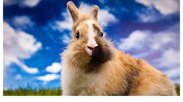 神经质|属兔人，神经质，情绪方面比较容易出现波动！