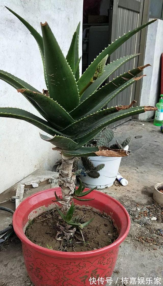 家里养4种耐旱花,浇水太多就烂根,一月浇1次蹭蹭长