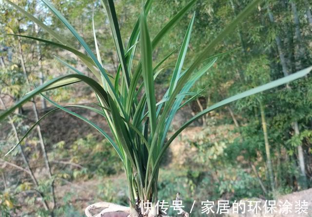 兰花|用细土种植兰花，真的会烂根腐苗吗？兰友：真正的窍门没弄懂