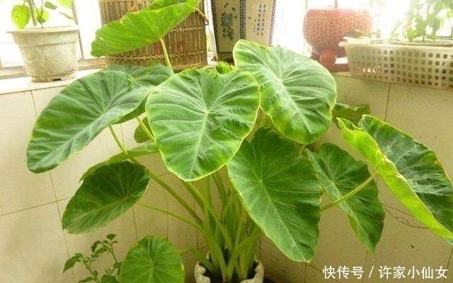 泡水|这种蔬菜吃剩了别扔,泡水里就疯长,比滴水观音还要漂亮100倍