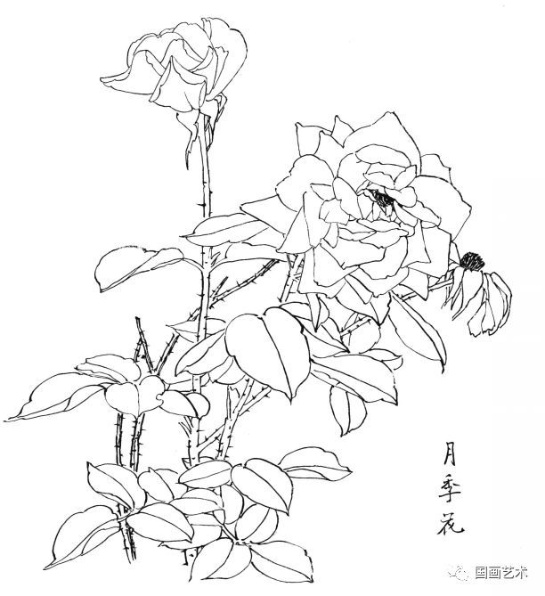  白描|花卉白描图谱选页分享