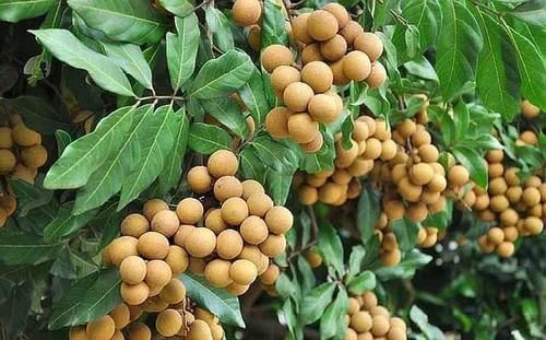 月经|45岁绝经和54岁绝经有什么区别？会影响衰老速度吗？早知道早获益