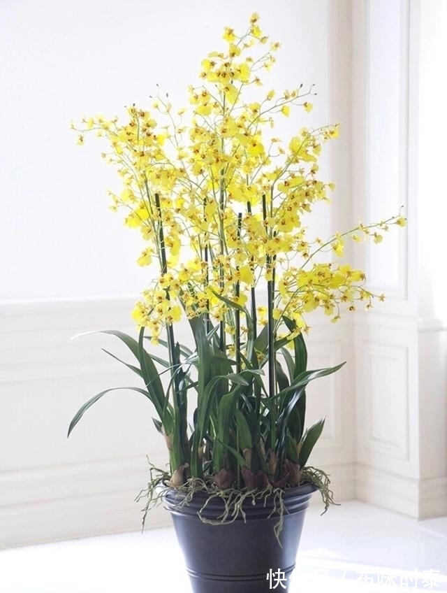 5种“漂亮花”,名字里都带有一个“兰”字,开花时太美了