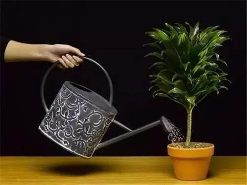 汇集三点原则,为盆景量身定做“独家”浇水法则!