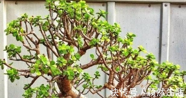 金弹子|“值钱”的2种花,放家里养,越来越“富有”,第2种能卖上万!