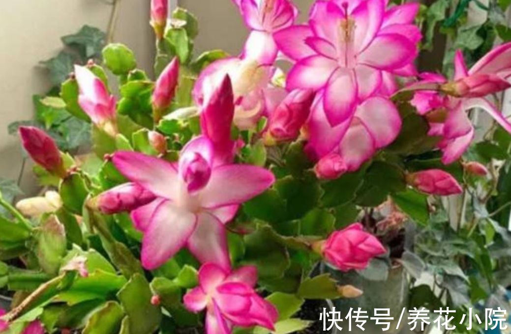 长寿花|秋天养上3种花，细心管理，春节期间就能开花