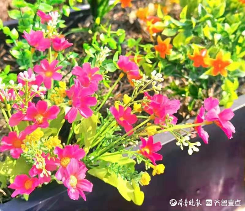 虎啸春来|虎啸春来｜百花迎春，路边的绢花也很美