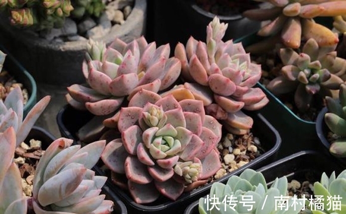 叶片|多肉植物红粉佳人养护指南:抓住4点要求,上色出状态易