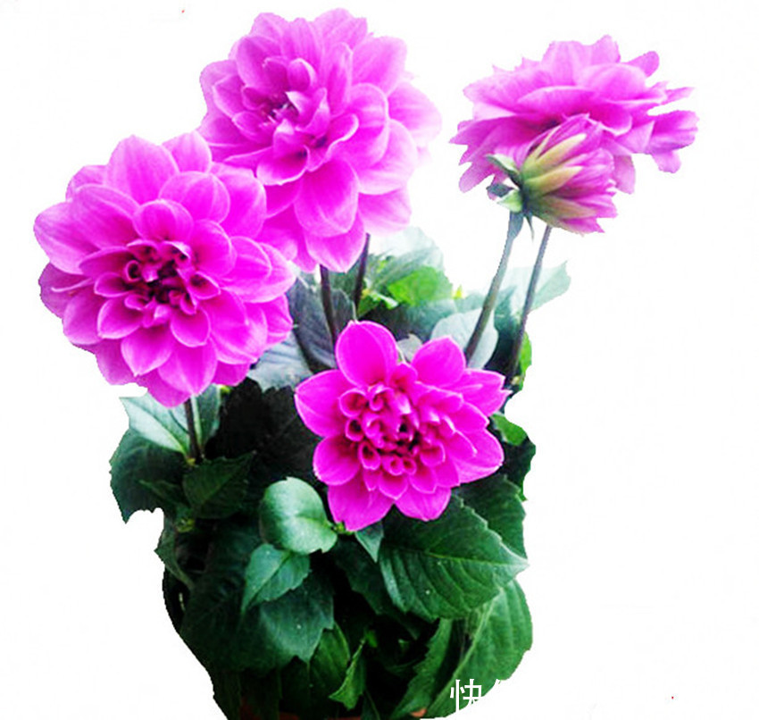 四种花富贵华丽，开花似牡丹，胜荷花，极好养，盆栽首选