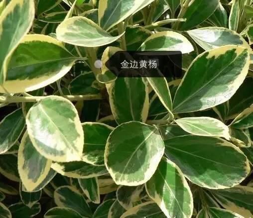 150种常见植物及花卉，你认识几个？