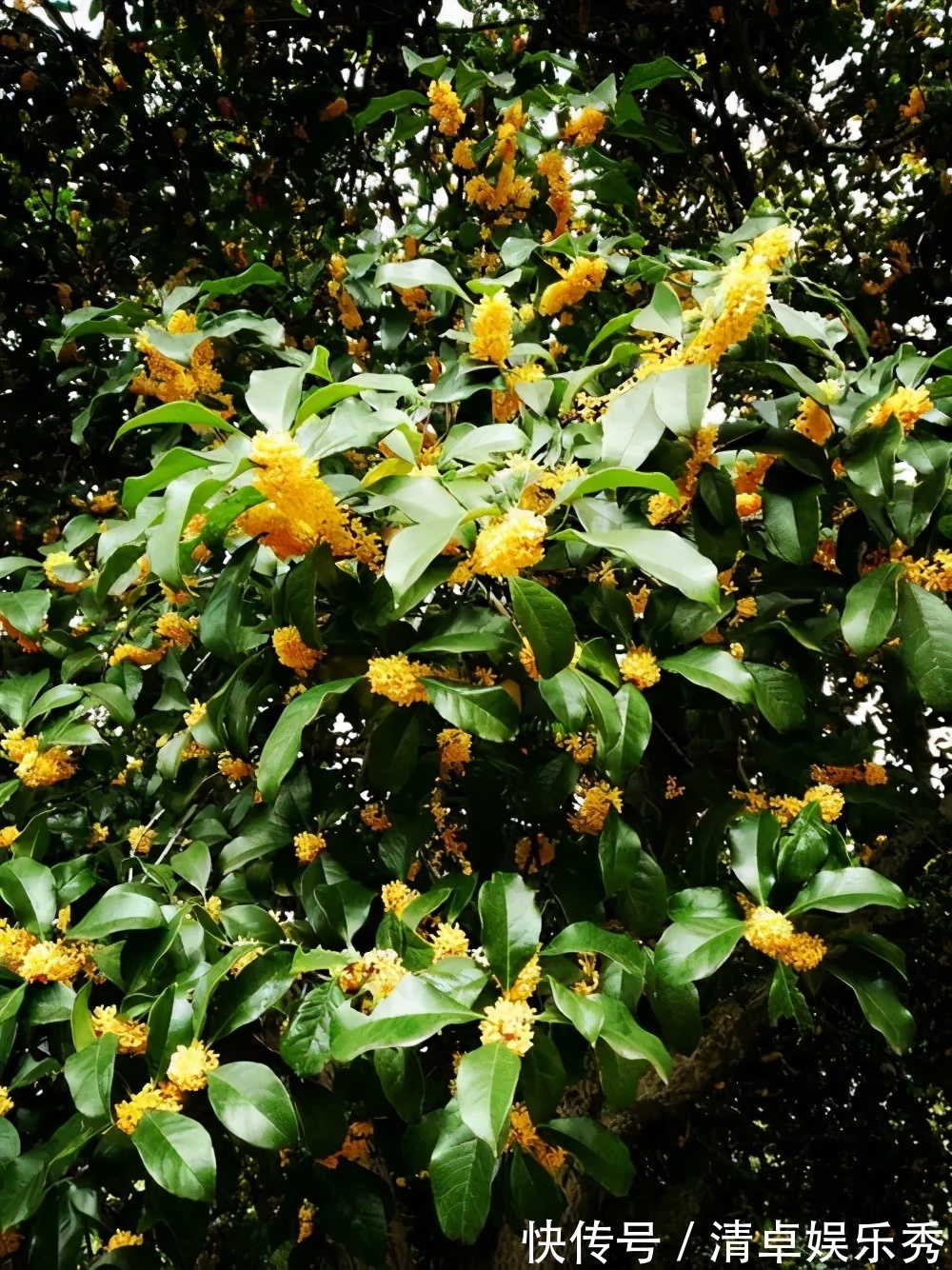 桂花树|家门口种3棵树,家财就常驻,旺宅又养人,富贵人家都养了