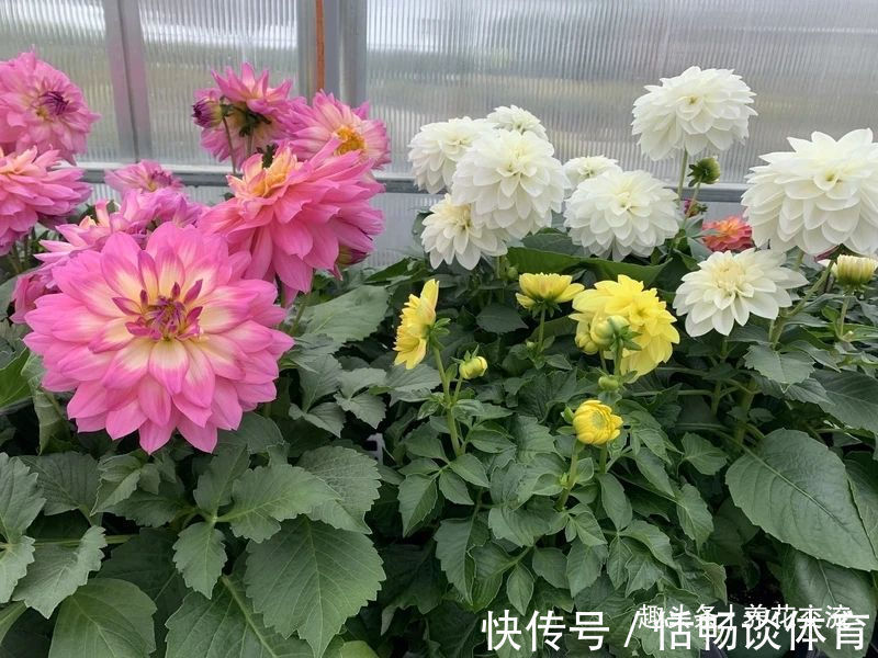 种大丽花的准备工作,温带和亚热带地区盆栽养护攻略