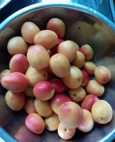 碱性|天热这碱性水果要多吃,一次性买5斤,晒干囤着,随时吃随时取!