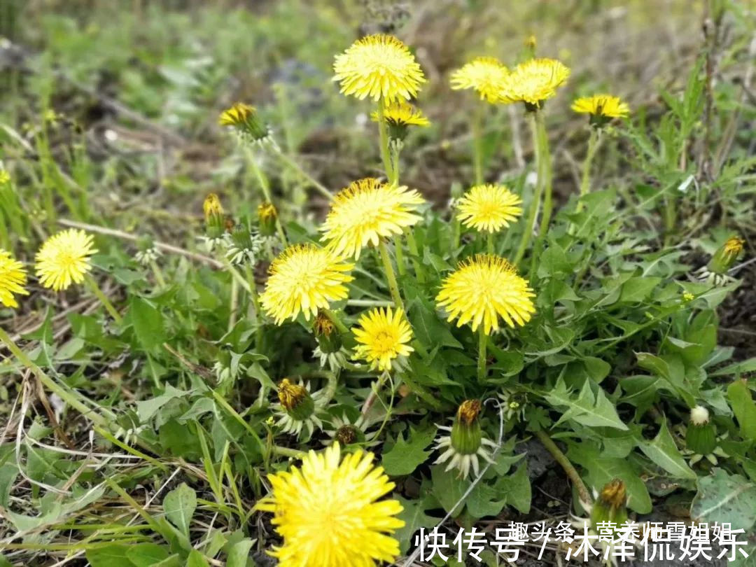 黄谷丁根|初春养肝，多吃二菜，勤饮三水，做好四件事，肝好一切都好