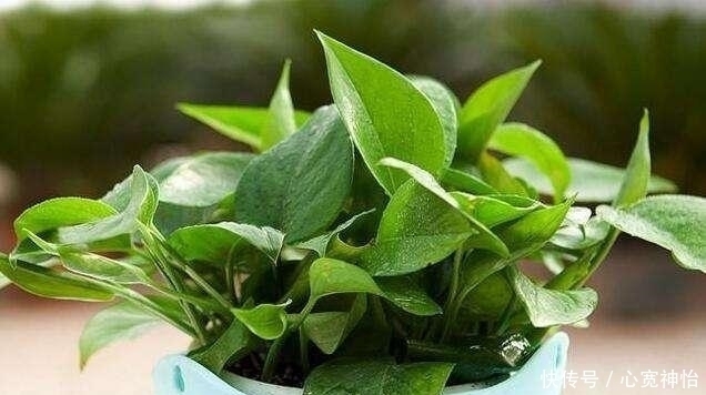 绿萝日常这样养护,天天都能保持爆盆的状态
