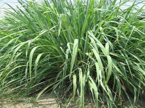 碰碰香|乡村很常见的野菜，美味可口，具有很高的养生价值早吃早受益