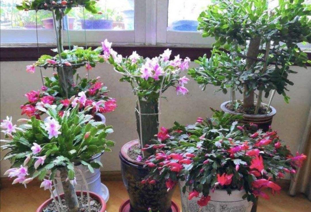 分享2个冬天扦插的小方法,10种花现在扦插正当时,生根快又壮