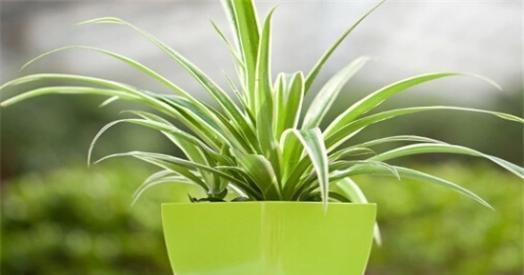 补救|吊兰烂根是什么原因导致的，这样可以补救吊兰烂根问题