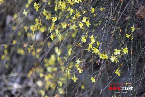 老年|环山路旁迎春绽 飘逸花瀑醉游人