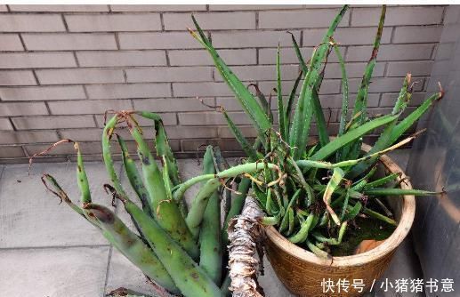 养花只会傻浇水这3种花“怕”水,浇多就烂根,不管才养得好