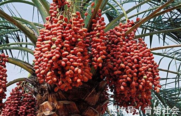 失眠|女性常吃此物,气血足了,色斑淡了,失眠也好了,早知早受益