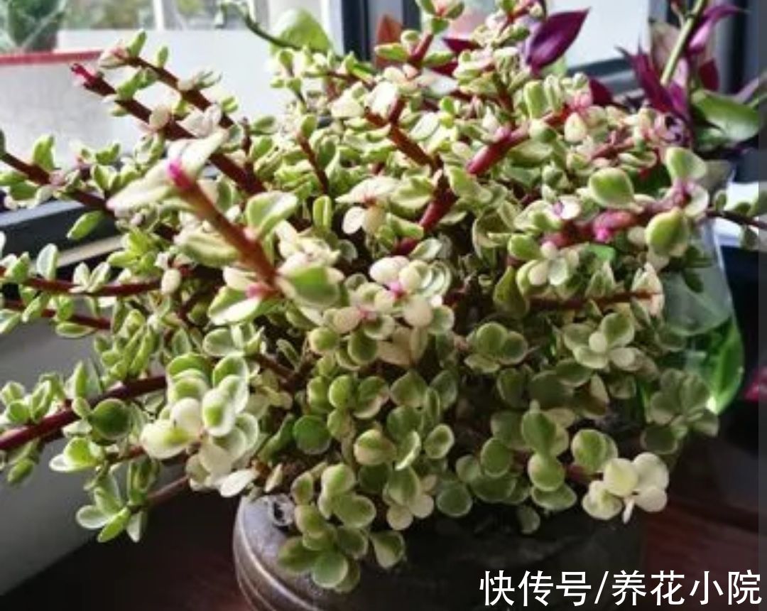 养多肉雅乐之舞，避开4个“错误”，长得旺盛，叶子饱满翠绿