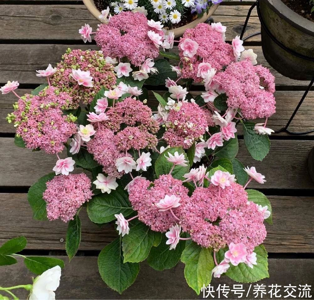 修剪|盆栽绣球花养护指南，教你如何养开花，怎么施肥和度夏