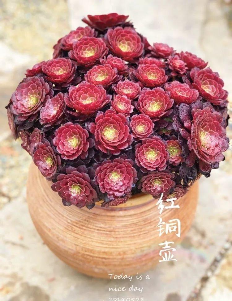 2种多肉,一休眠就变小包子,天越热越漂亮!